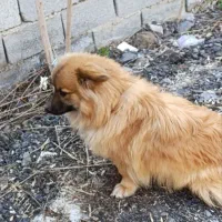 پامرین بوفیس