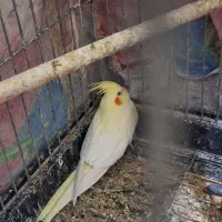 عروس هلندی مولد با جوجه لوتینو