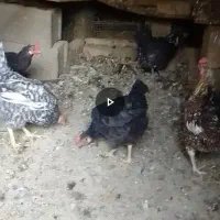 ۵عدد مرغ لری