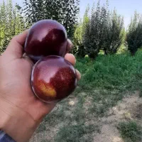 نهال زردآلو، هلو، آلو، شلیل، آلبالو