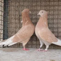تعدادی کبوتر پرشی و خال شازده سرور دوکت|پرنده|قم, شهرک طالقانی|دیوار