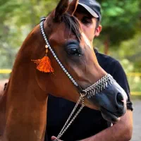 اسب عرب