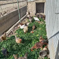 مرغ و غاز جوان