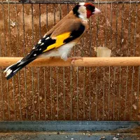 ۱۰ عدد سهره جفتی کت باز کن|پرنده|بروجرد, |دیوار