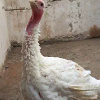 بوقلمون بیوتی|حیوانات مزرعه|رباط‌کریم, رباط‌کریم|دیوار