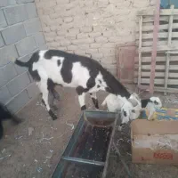 بز و تروشت و گتاچ