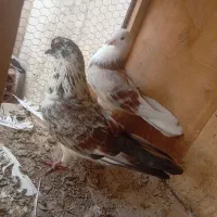 کفتر کبوتر پرشی