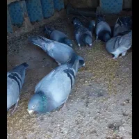 کبوتر پلاکی مسافتی|پرنده|یاسوج, |دیوار