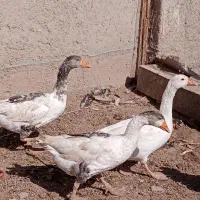 غازنروماده