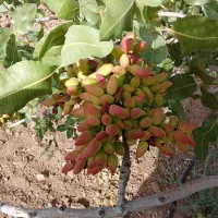 پیوند درخت پسته با کمترین هزینه