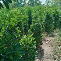 فروش درختچه و نشا یاس هلندی|خدمات باغبانی و درختکاری|چابکسر, |دیوار