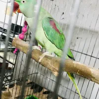 شاه طوطی سخنگو نر