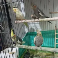 ی جفت عروس هلندی مولد تضمینی  با 2عددجوجه