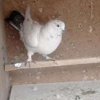 کفترکله دم سبز|پرنده|تهران, امیریه|دیوار