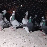 یک تیپ زدوخوردی