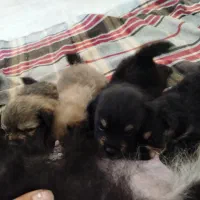 پامر اشپیتز و روباهی