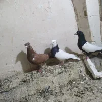 سه تانررنگی