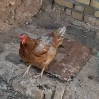 مرغ|حیوانات مزرعه|تایباد, |دیوار