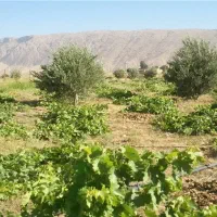 باغ انگور