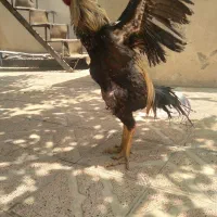 لاری ۱۸ ماهه به شرط