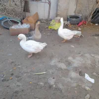 قوغاز لینداواوکراینی بالغ