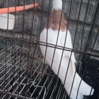 کبوتر طوقی نر