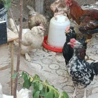 گلین لری اصل و لاری