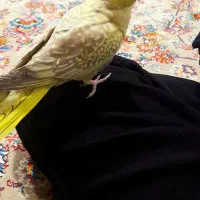 عروس هلندی ماده|پرنده|مریوان, |دیوار