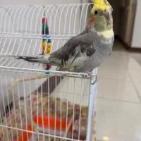 عروس هلندی نر با قفسه و غذا ۱۵۰۰