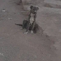 سگ 7 ماهه|سگ|سده (خراسان جنوبی), |دیوار