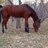 اسب مادیان|اسب و تجهیزات اسب‌سواری|زنجان, |دیوار