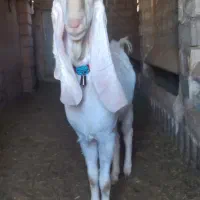 بره نر تخمی و چبوش|حیوانات مزرعه|آیسک, |دیوار