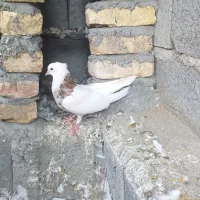 طوق هفت رنگ زرین