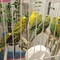 ۶ عدد مرغ عشق شاداب و سالم خنگی و پر انرژی