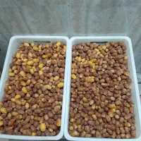 قصب)زاهدی درجه یک