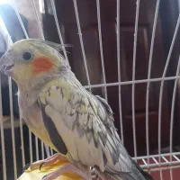 عروس هلندی دست آموز