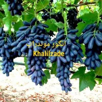 پسته پیوندی / صنوبر/ موندراپ/ فرانسیس|خدمات باغبانی و درختکاری|بیلوار, |دیوار