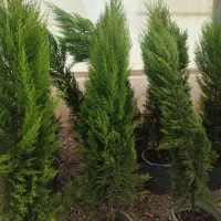 فروش انواع کاج ب قیمت تولید|خدمات باغبانی و درختکاری|صوفیان, |دیوار