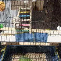 عروس هلندی روجوجه|پرنده|مزرعه کتول, |دیوار