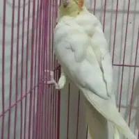 عروس هلندی ماده معاوضه یا فروش