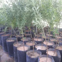 نهال انگور و انجیر و گل|گل و گیاه طبیعی|شیراز, رکنآباد|دیوار