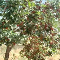 زمین کشاورزی