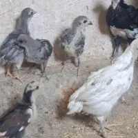 جوجه‌گلین