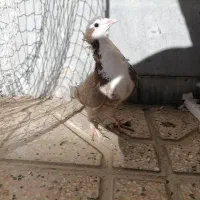 کفتر رنگه|پرنده|قائن, |دیوار