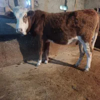 لیشه چالوسی شکم دار|حیوانات مزرعه|سنگر, |دیوار