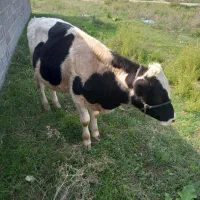جوانه فروشی