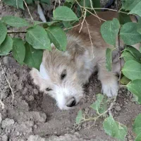 فروش دو عدد سگ پاپی شناسنامه دار واکسن خورده