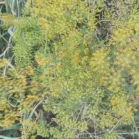 شویدبرای عرق