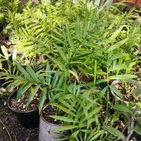 حراج گل شهرقرق از 20 هزار تومن تا 50