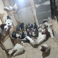 کفتر رنگه طوقی سینه کله ساده کلاغ|پرنده|مشهد, طلاب|دیوار